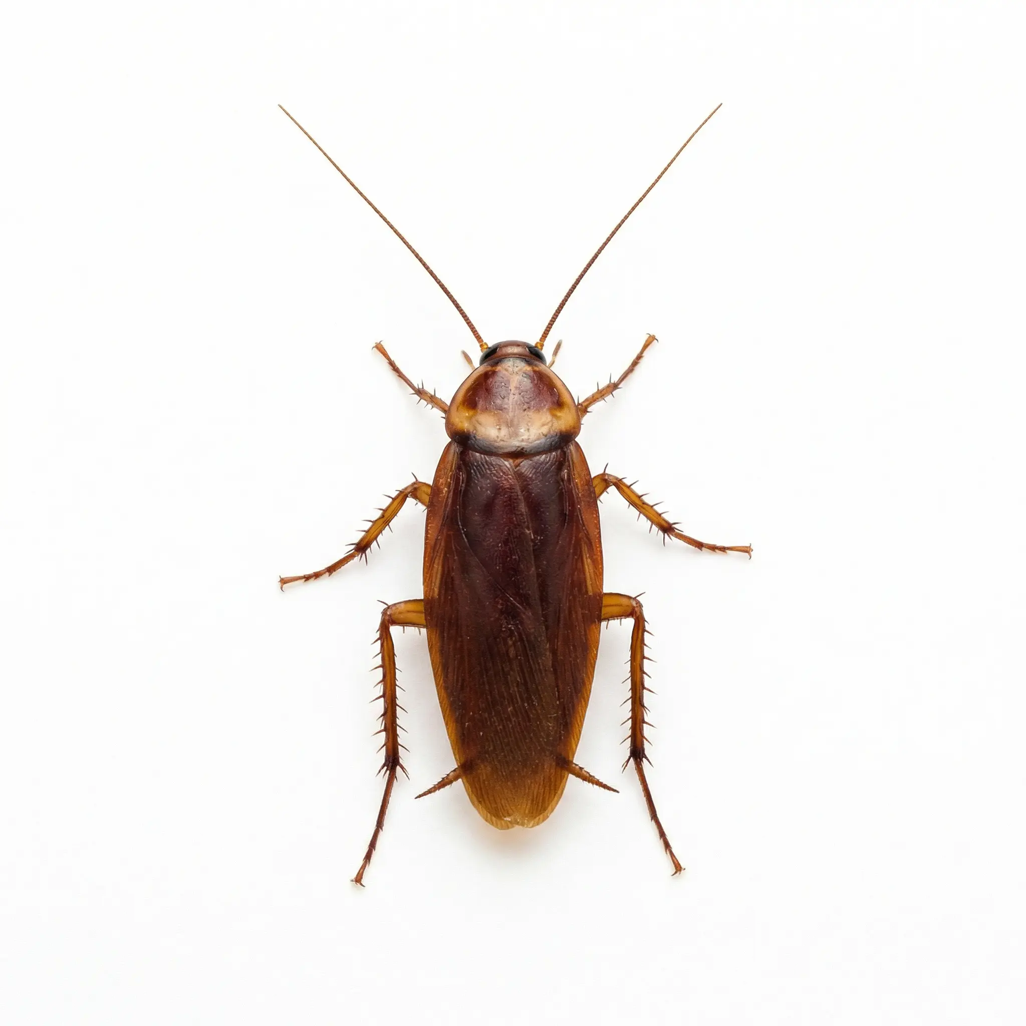 Cockroaches pest control service - SureWay Pest Control