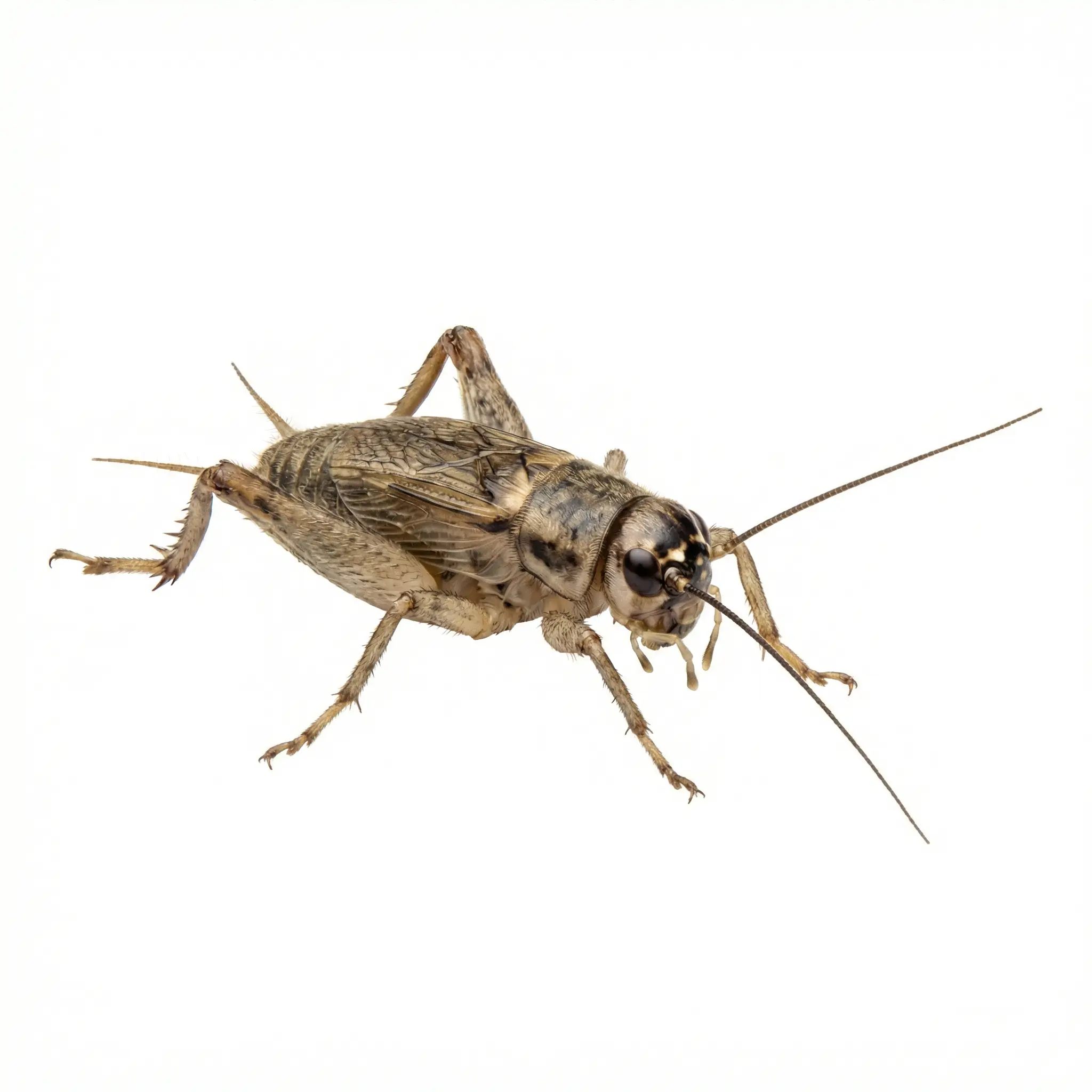 House Crickets pest control service - SureWay Pest Control
