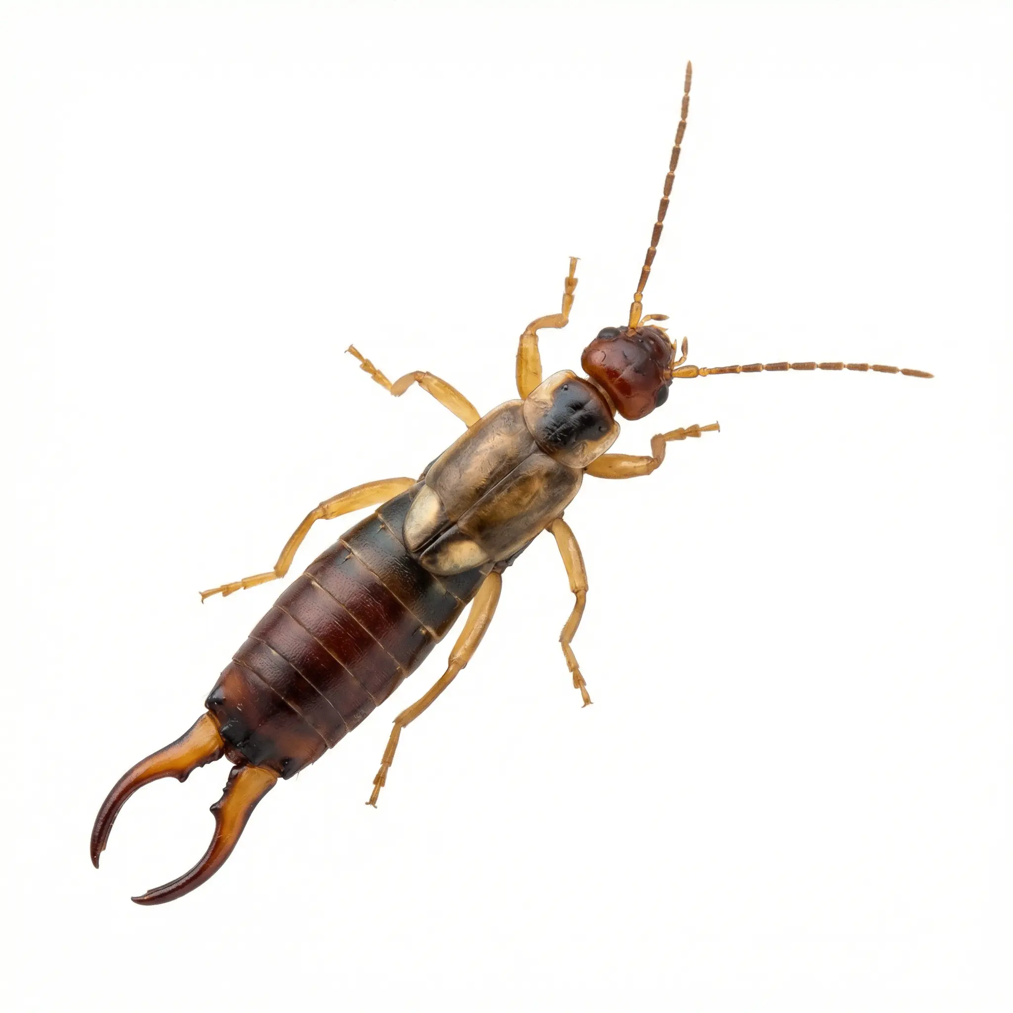 Earwigs pest control service - SureWay Pest Control